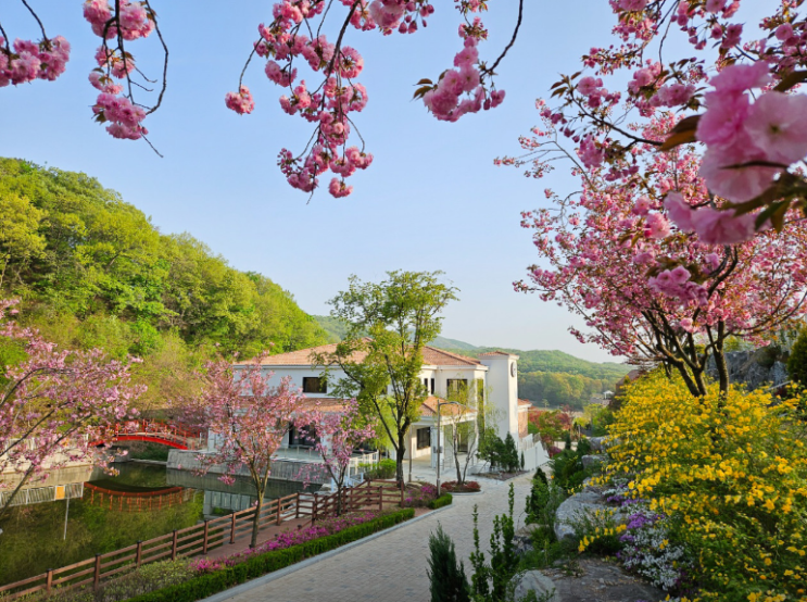  용인 자작나무숲 완전정복! 입장료, 주차, 계절별 풍경 총정리