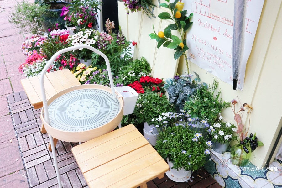 밀톨 사진 4