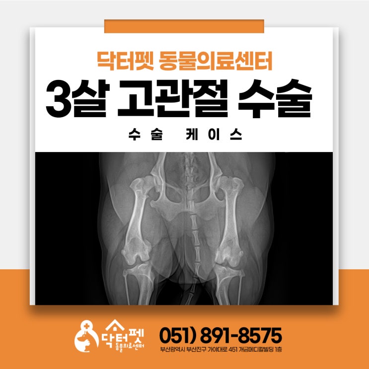  3살 믹스견 양측 대퇴골두절단술 부산 동구 강아지 고관절 수술 재활 동물병원