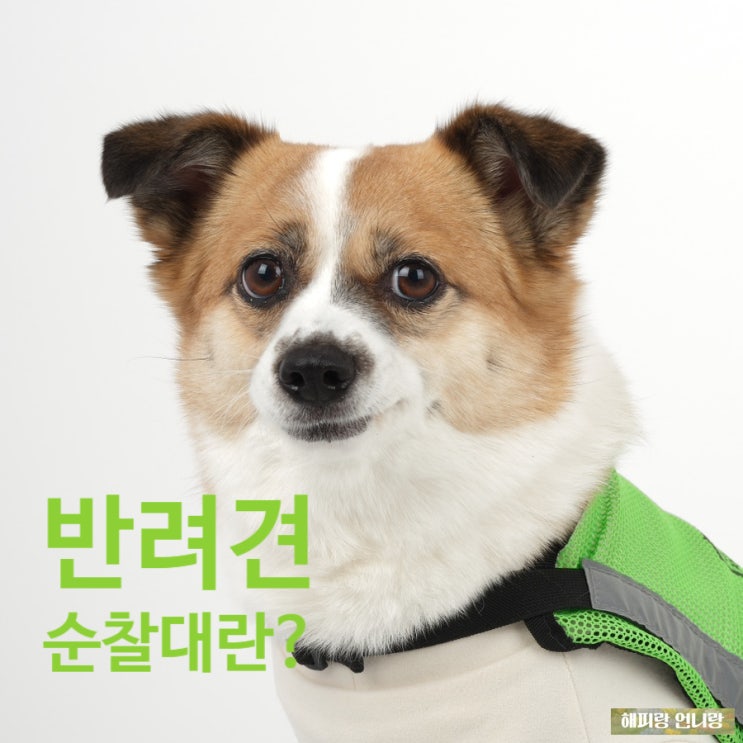  반려견순찰대 강아지와 함께하는 봉사활동 해피의 이야기