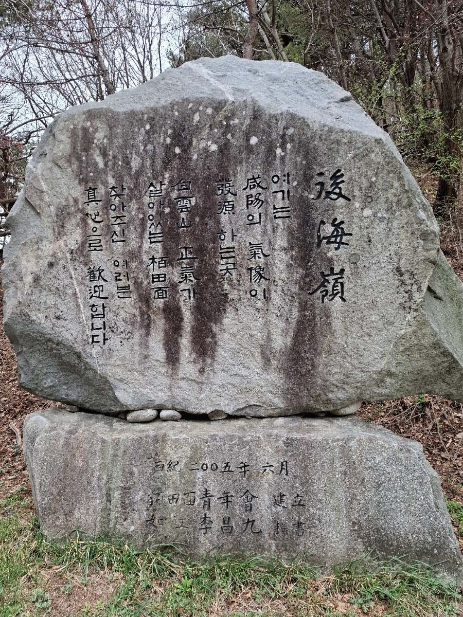 오십리벚꽃길 사진 4