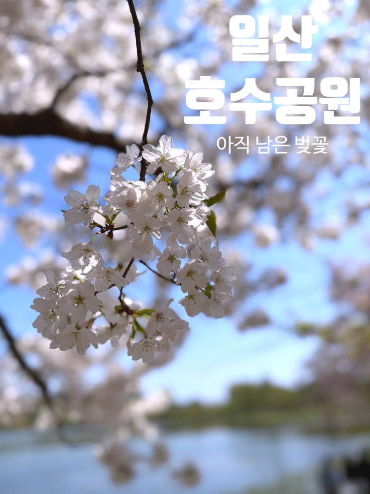  벚꽃이 남은 일산 호수공원 주엽역 시작, 서울 호떡까지