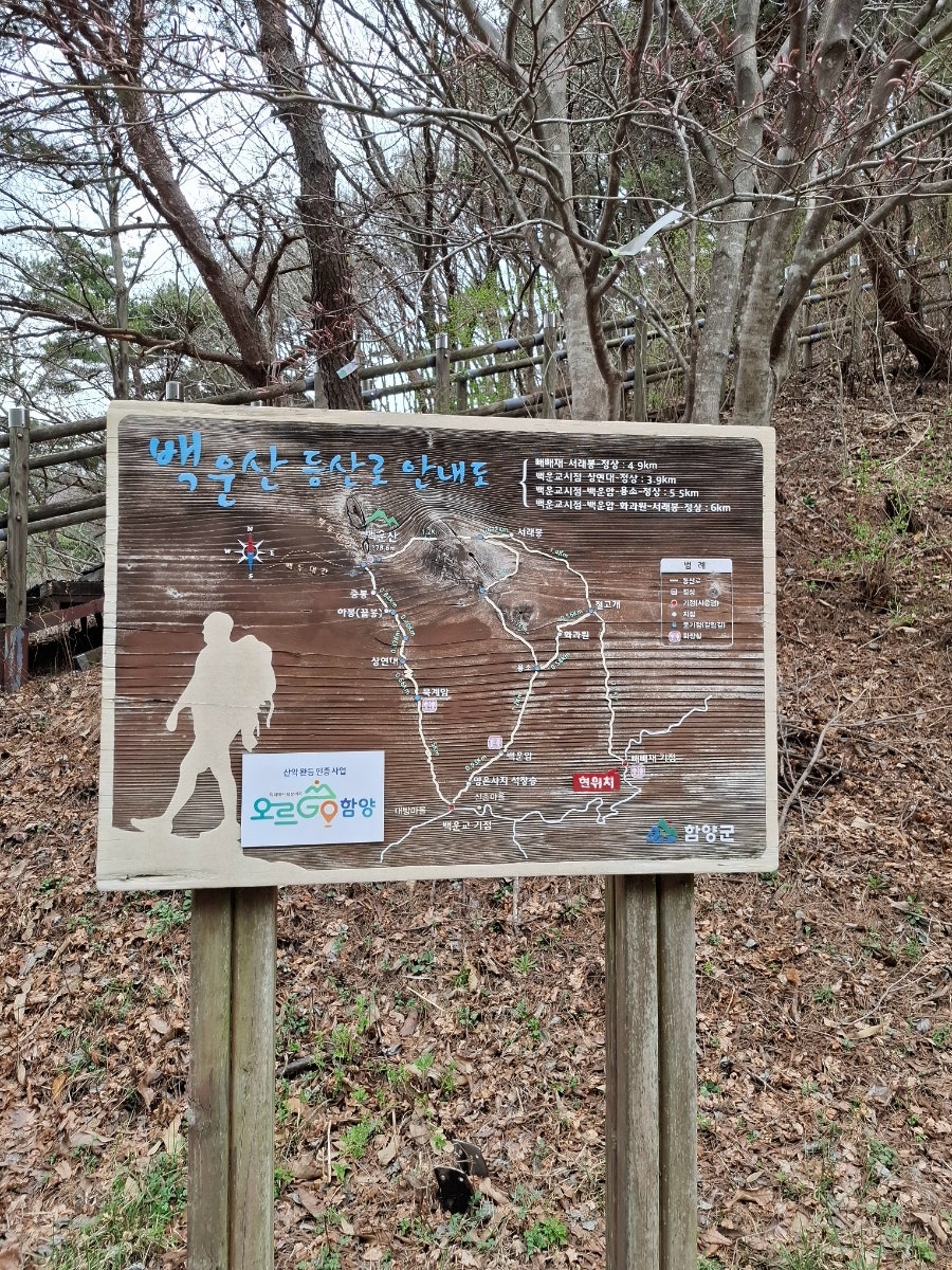 오십리벚꽃길 사진 5