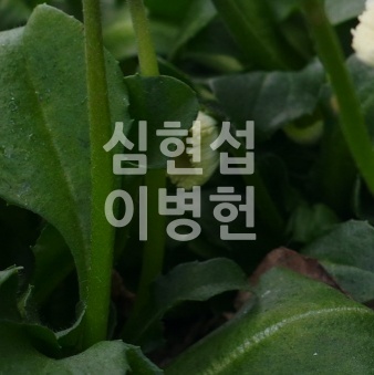 <b>조선의 사랑꾼</b> 76회 정영림 <b>심현섭</b> <b>결혼식 사회</b> 결혼 날짜 감독... 
