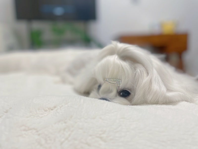 강아지 수액 피하수액 언제 맞아야 할까?