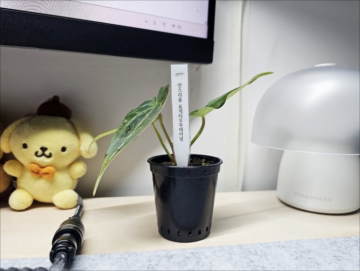  초보 식집사 실내 식물 도전 안스리움 포게티 x 무데아넘