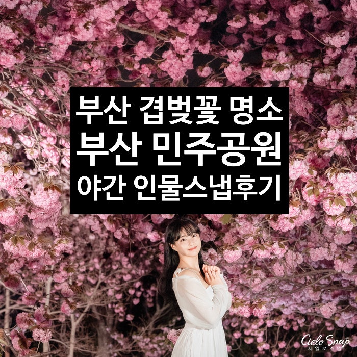 부산 민주공원 겹벚꽃 명소 감성 가득 야간 밤벚꽃 인물 스냅 후기