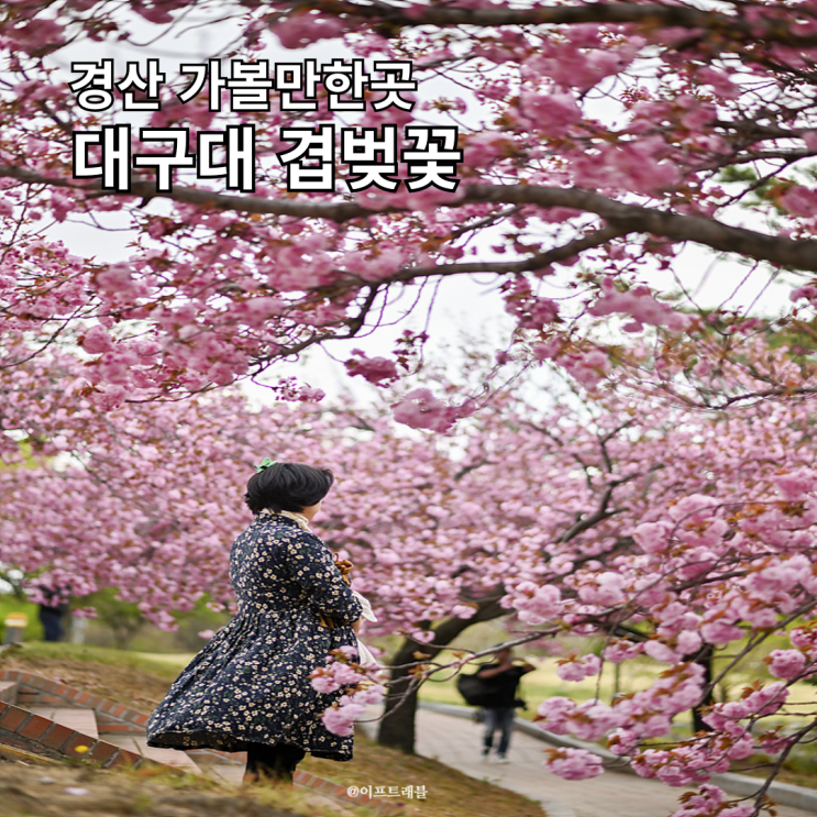 경산 대구대 겹벚꽃 명소 위치 주차장 만개했어요