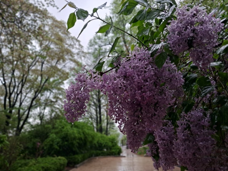 라벨 볼레로, 윤동주 자화상| 나를 부르는 음악과 시 라벨 볼레로, 윤동주 자화상| 나를 부르는 음악과 시