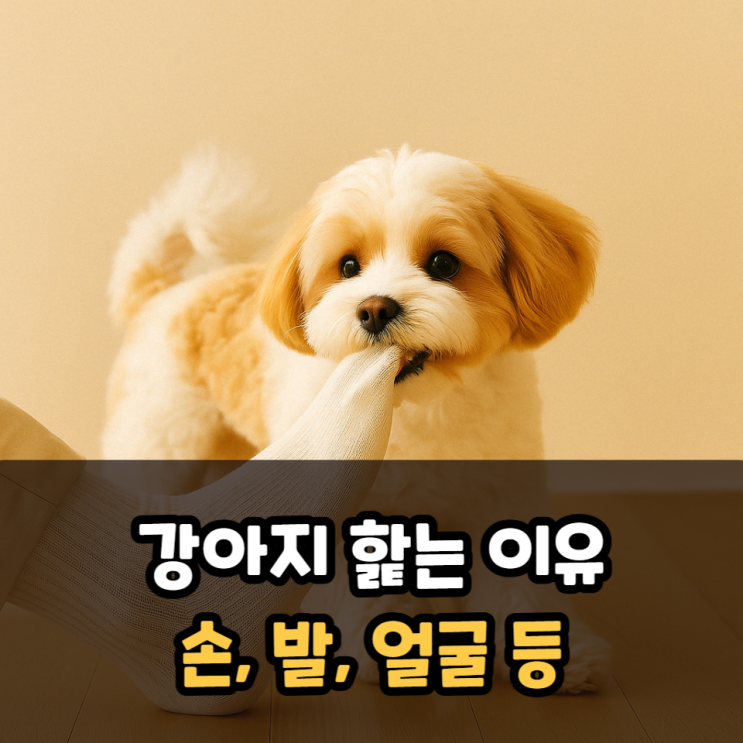  강아지 핥는 이유 주인 손, 발, 얼굴 등