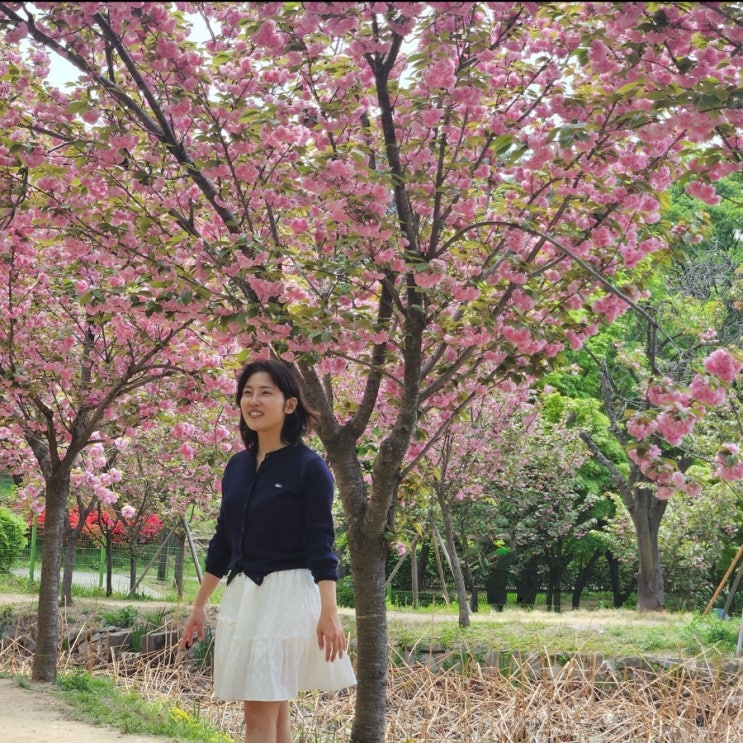  대구 겹벚꽃 개화 상황 월곡역사공원 봄 꽃놀이하고 왔어요
