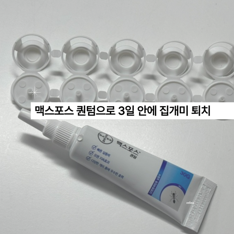 맥스포스 퀀텀 개미약 3일 안에 집개미 퇴치 가능