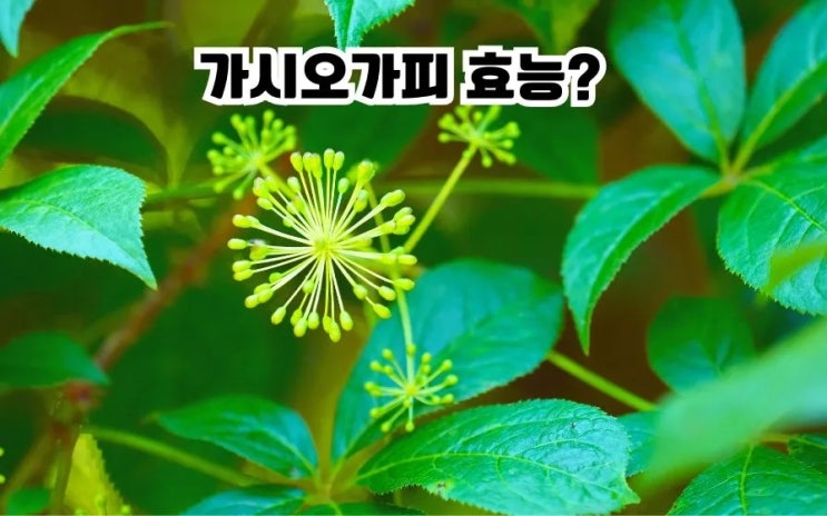  가시오가피 효능 새순 껍질 열매 효능 부작용 차 먹는법