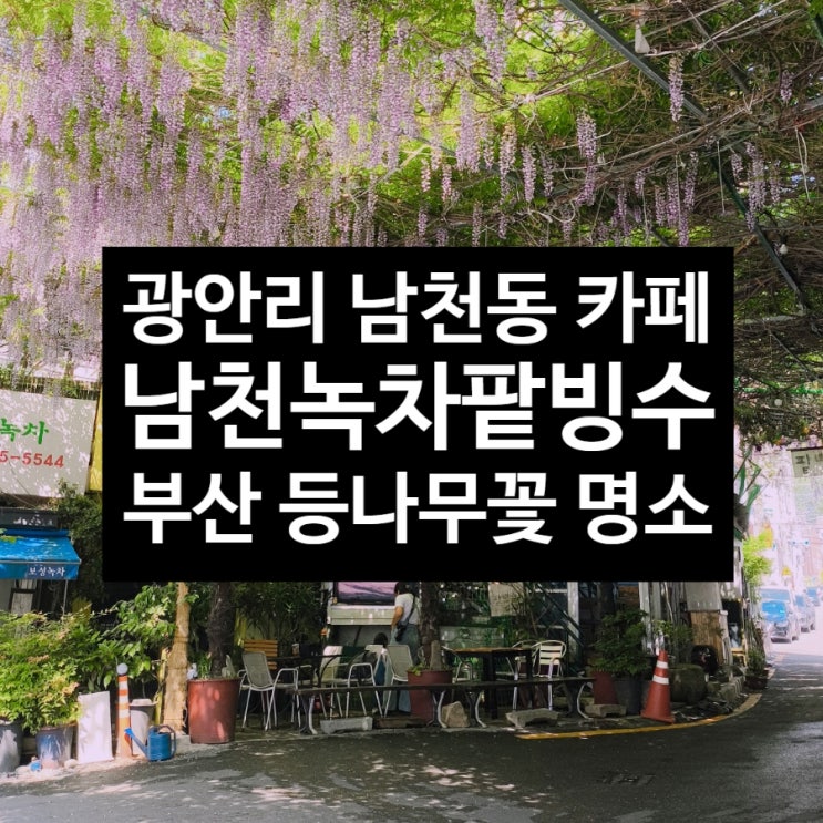  부산 등나무꽃 명소 남천녹차팥빙수 봄꽃 개화 남천동 카페 리뷰 스냅작가 추천