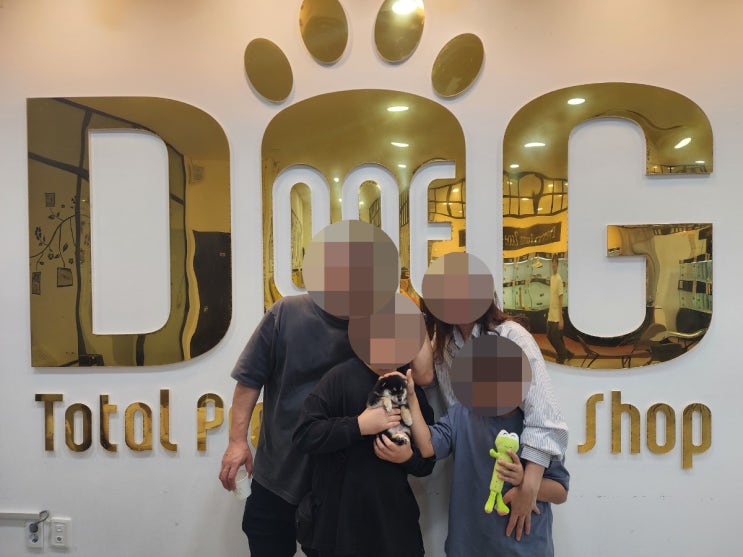  세종시 강아지분양 원독 S급 블랙탄 시바견 분양 완료! 실물보고 바로 선택