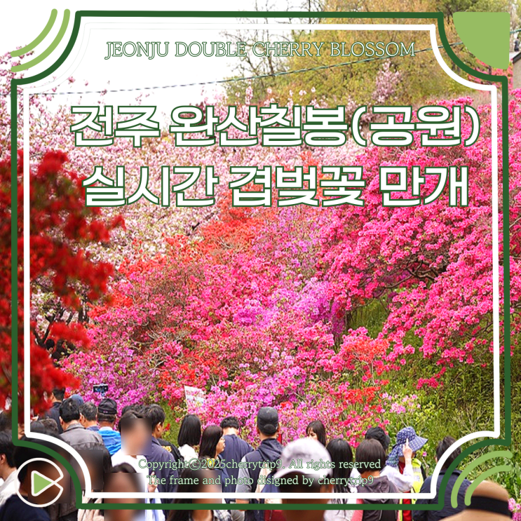  전주 4월 완산공원 겹벚꽃 만개 :: 완산칠봉 겹벚꽃 실시간 주차