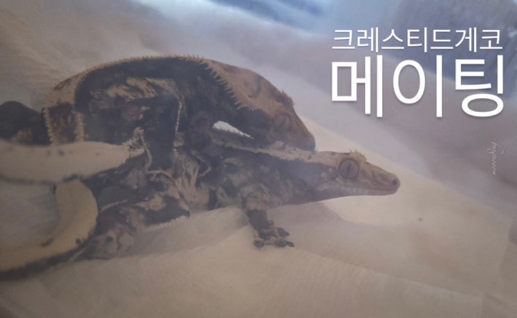  크레스티드게코 메이팅 도전기와 자손들 예측 사진