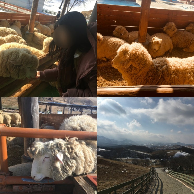  대관령양떼목장 5월 연휴 강원도 평창 여행 가볼만한곳