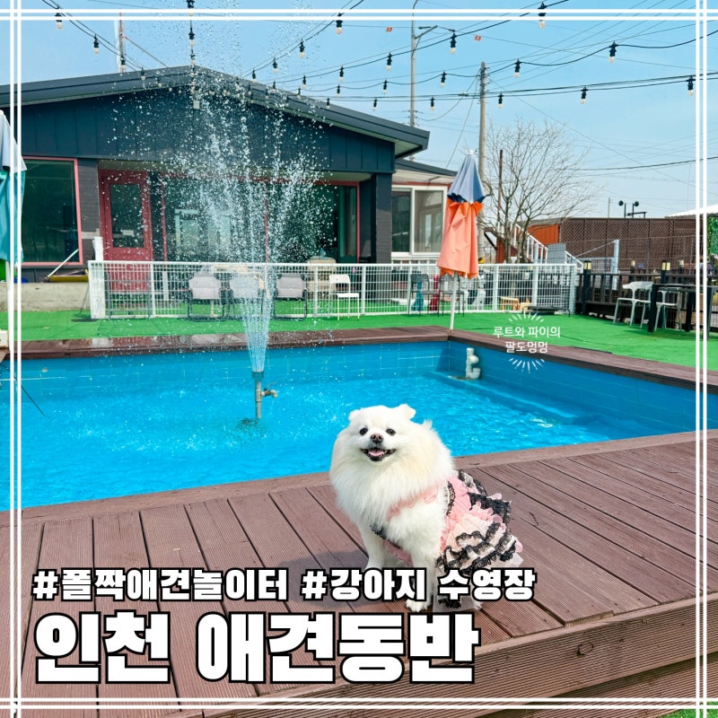 폴짝애견놀이터