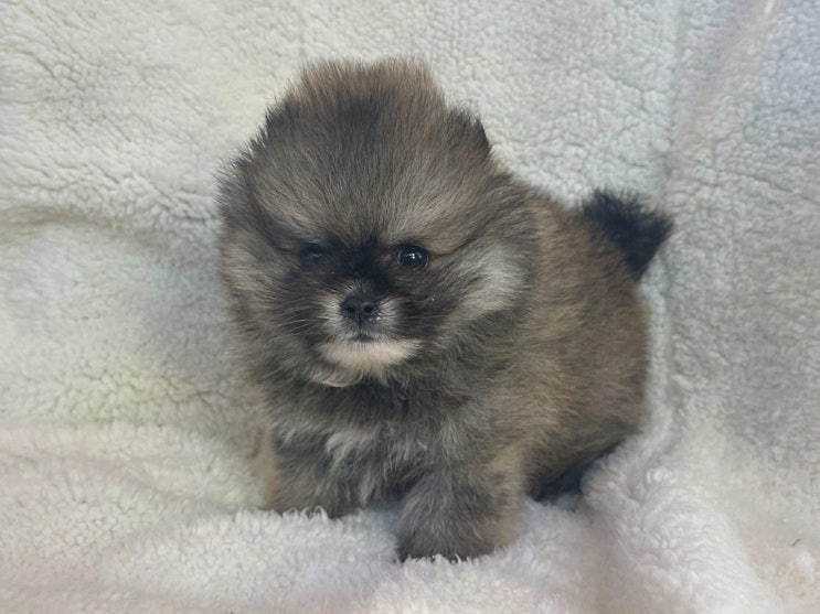  포메라니안 분양받고 싶다면? 빅토리아펫 강아지고양이 잠실점에서 서울강아지분양