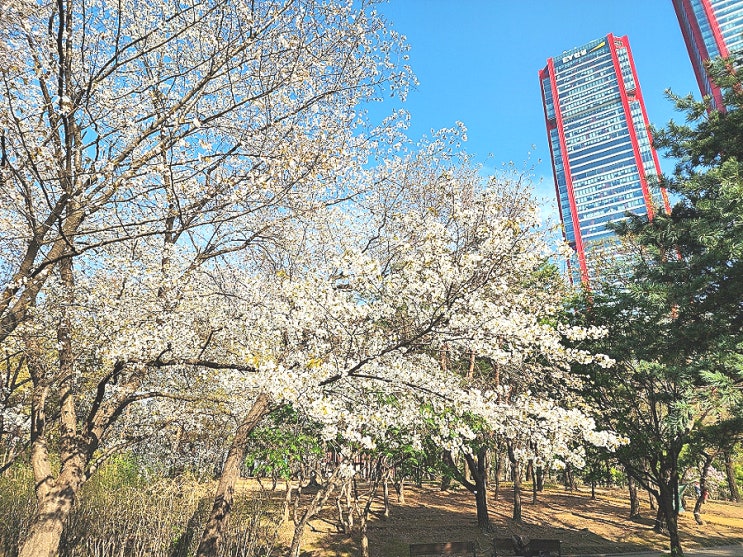  서울 벚꽃 명소 여의도공원 가볼만한곳 여의도한강공원 데이트