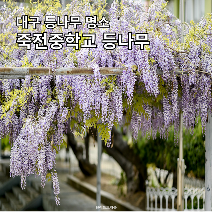  대구 달서구 등나무 명소 죽전중학교,죽전초등학교