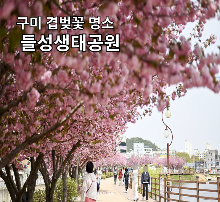  구미 겹벚꽃 명소 들성생태공원 만개했어요