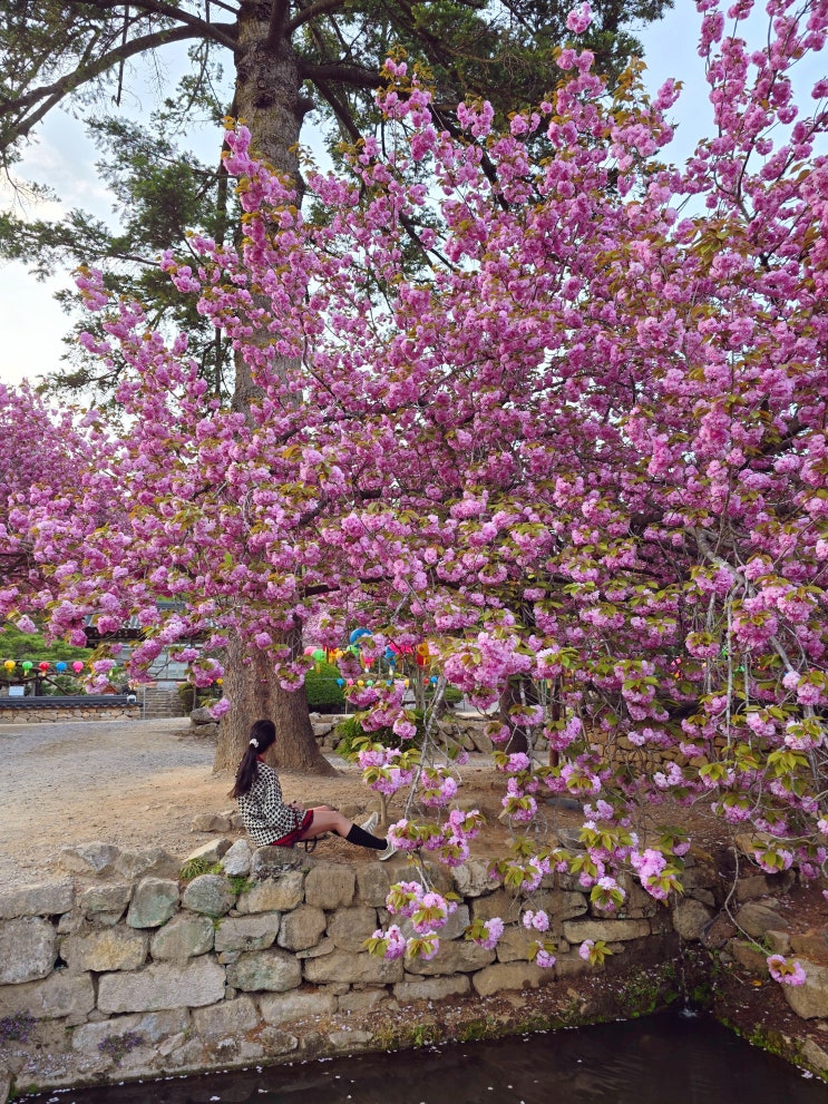  순천 선암사 겹벚꽃 실시간, 선암사 주차장 포토존 4월 순천 여행 코스 꿀팁!