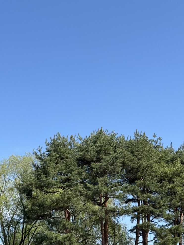  감사 일기 250422