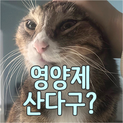  고양이(강아지) 영양제 주의사항 추천_보조제 구입 전 살펴야 할 6가지