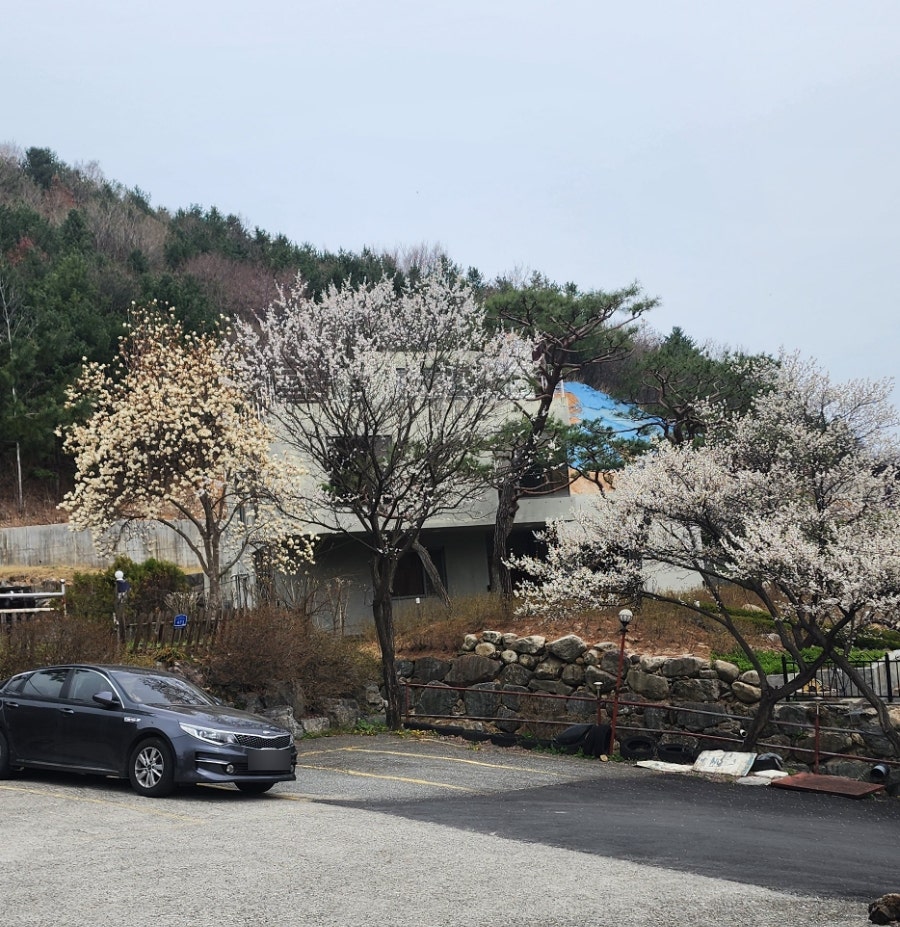 칠전메밀꽃막국수 사진 2
