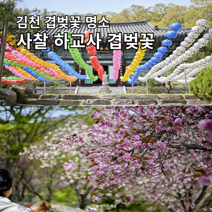  김천 하교사 겹벚꽃 명소 매번 방문하는 곳