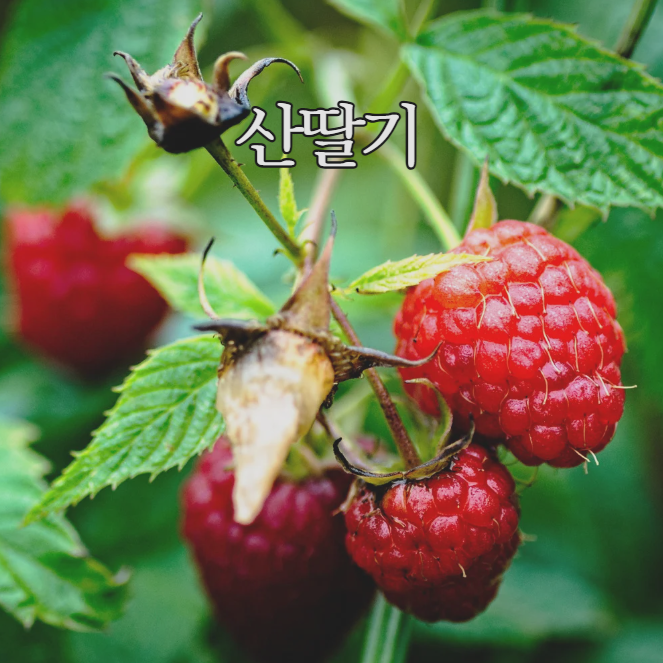  산딸기 효능 먹는법 칼로리 부작용