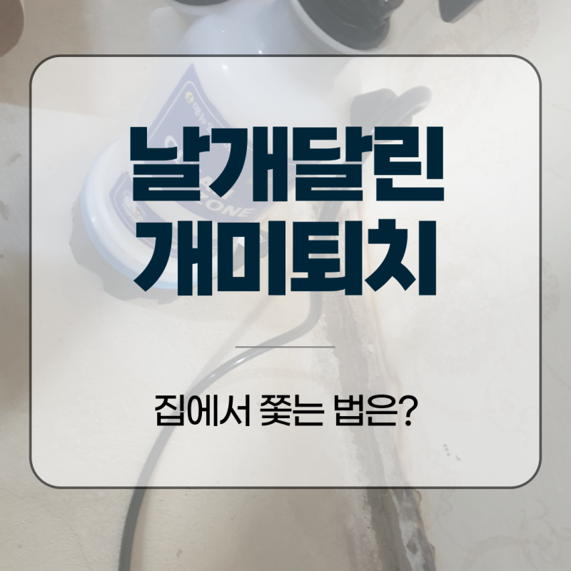 날개달린개미퇴치, 집에서 쫓는 법은?