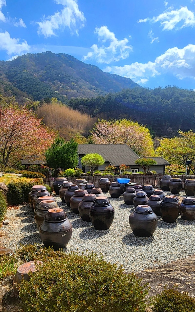 쪽파김치담는법 쪽파 봄쪽파