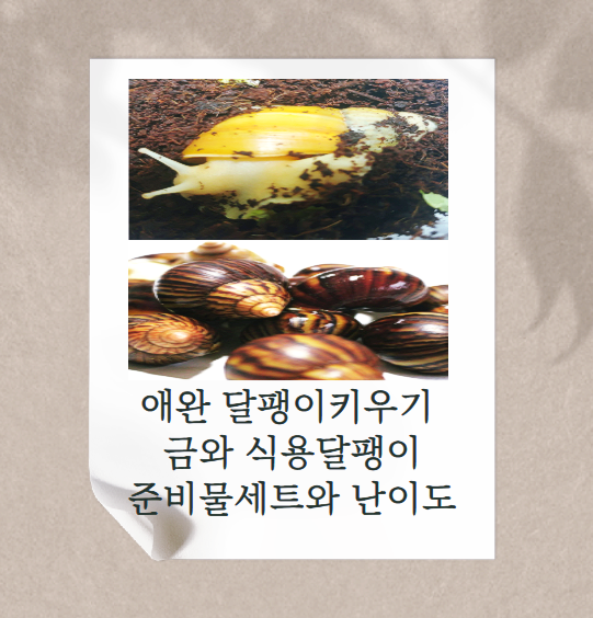 애완달팽이키우기 금와와 식용달팽이키우기 준비물 세트 그리고 나만의 팁