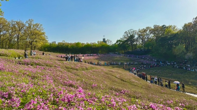  서울 4,5월 가볼만한곳 / 노원 불암산 철쭉제 개화 상태, 무료 주차, 공연시간까지 한눈에!