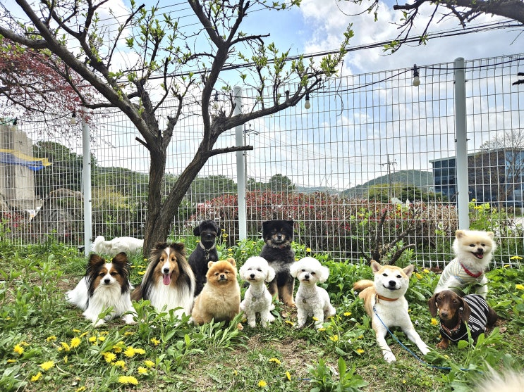  소형견 친구들이 함께 모여 기다리게 된다면 ~?[드림애견학교]