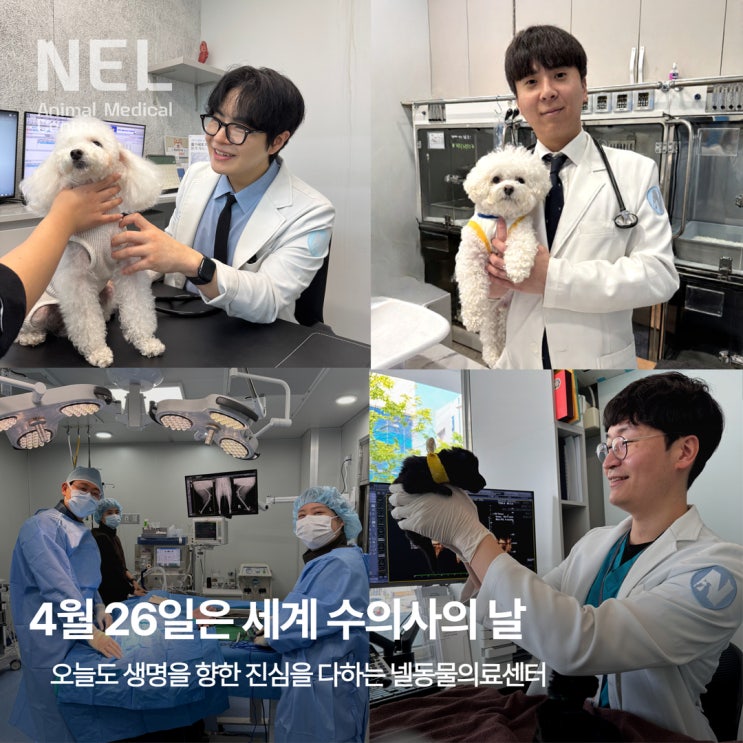  [소식] 세계 수의사의 날, 넬동물의료센터 수의사의 하루를 담다