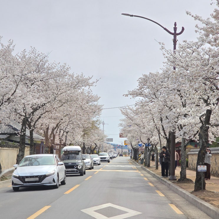  경주 벚꽃 코스 명소 추천 주차 팁, 작년 이맘때 개화현황(25.3.29)