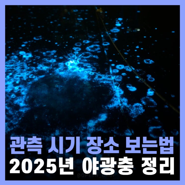  야광충 2025년 궁평항 서해 서천 비인해변 춘장대 장소 시기 정리