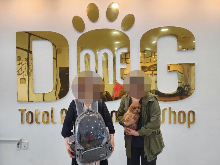  세종시 강아지분양 1위 원독 애견분양 센터 , 장모치와와에 이어 토이푸들 둘째 분양 후기