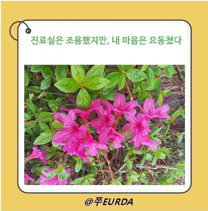 난소암 투병일기[feat:아만다로 산다는 것]