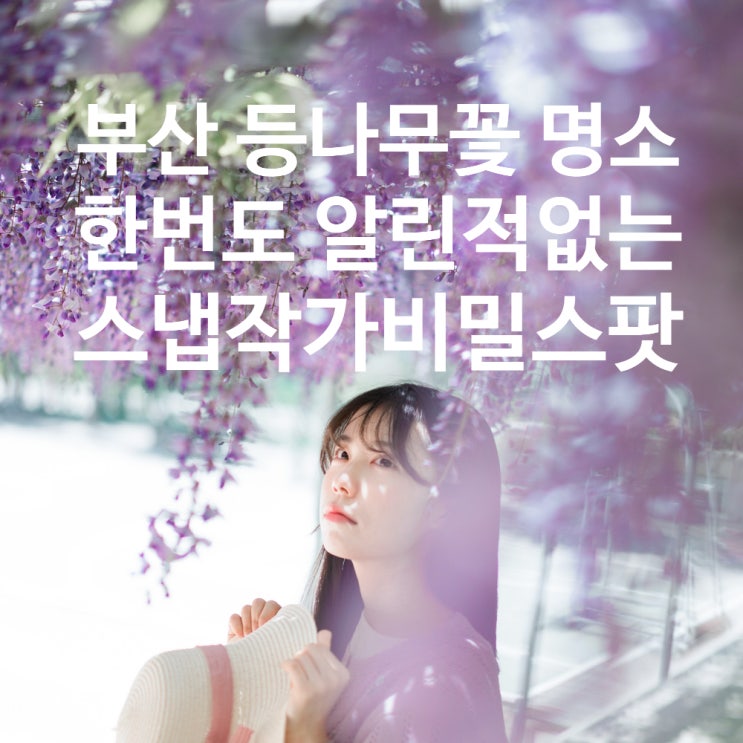  부산 등나무꽃 숨은 비밀 명소 스냅작가의 한번도 알린적 없는 출사지