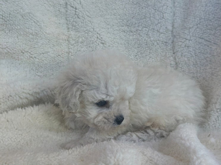  도그마루 강아지고양이 청주점, 청주강아지분양으로 새로운 가족을 만났어요!