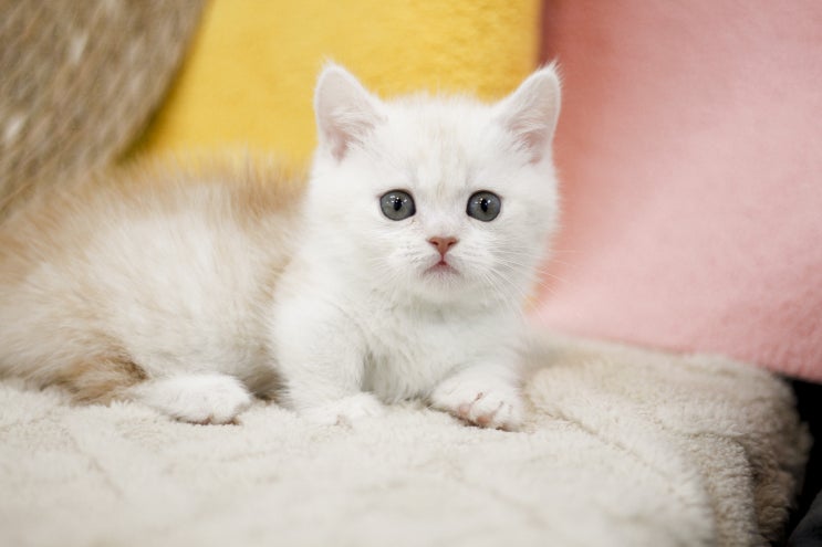  아기 고양이 사료, 전 연령용보다 나이별 맞춤이 중요한 이유