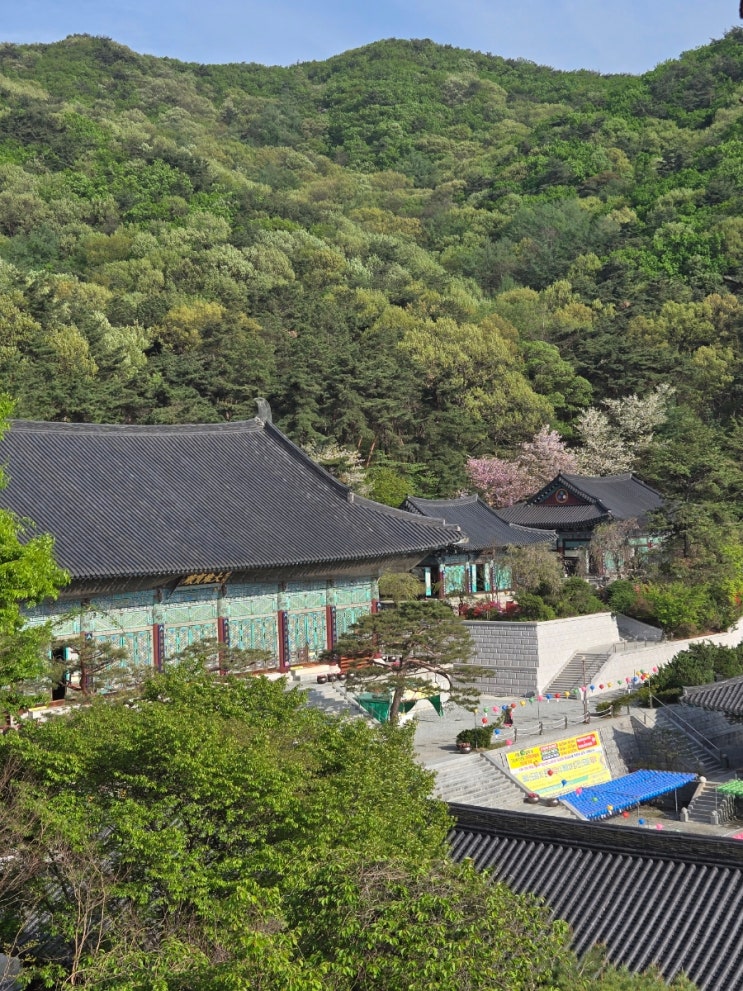  [천안] 각원사 / 겹벚꽃