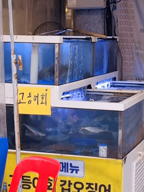  홍길동회수산 웨이팅 제철회 숭어 도다리 갑오징어 물회