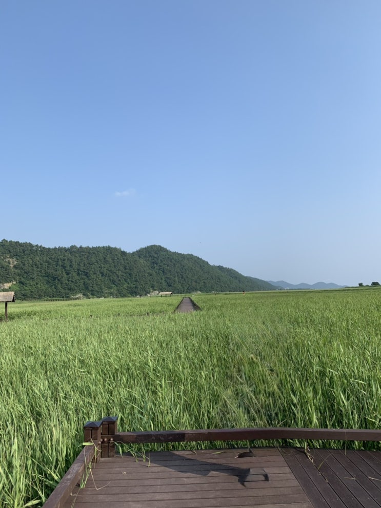  [전남 순천 여행] 초록에 물들다, 여름 순천만습지 산책기 – 푸르름 가득한 힐링 명소