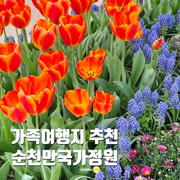  가족여행 순천만국가정원 봄꽃구경 입장료 가든밥상 기념품 정보
